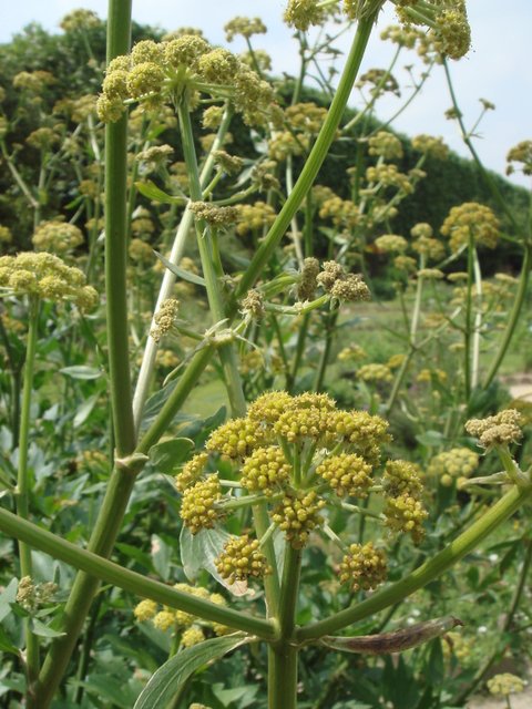 Levisticum officinale fleur